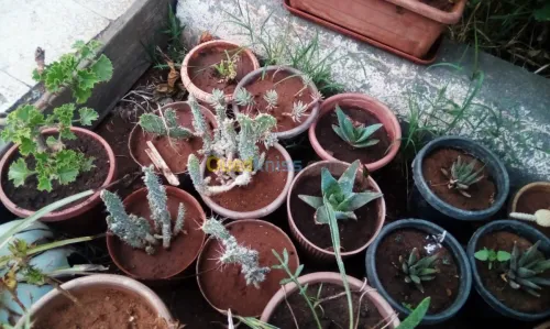 Jardin