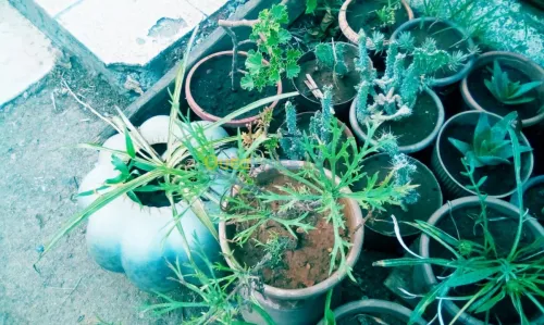 Jardin