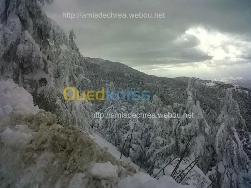 ASSOCIATION  LES AMIS DE CHREA