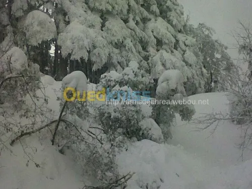 ASSOCIATION  LES AMIS DE CHREA