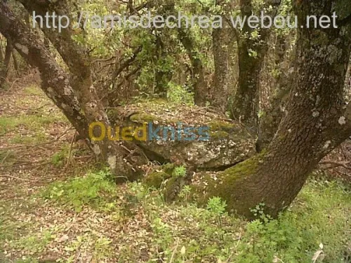 ASSOCIATION  LES AMIS DE CHREA