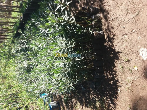 Gazon natural