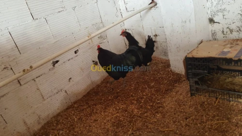 Poule de race دجاج الزينة 