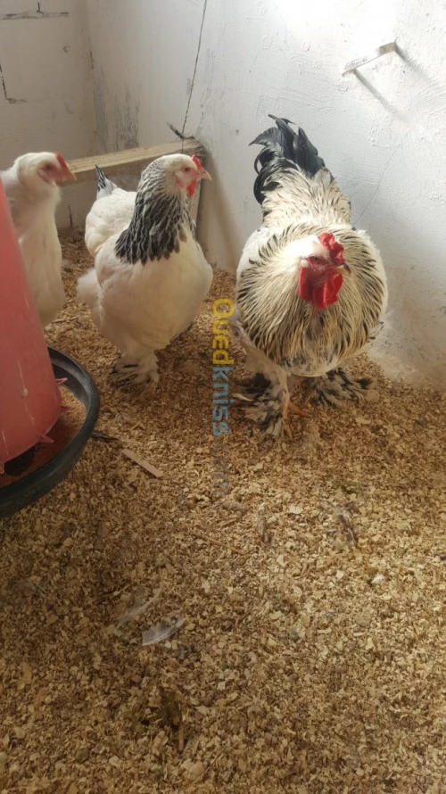 Poule de race دجاج الزينة 