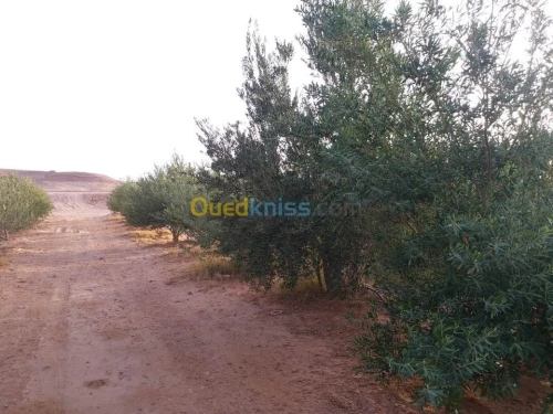 Vente Terrain Agricole Ghardaia Ghardaia