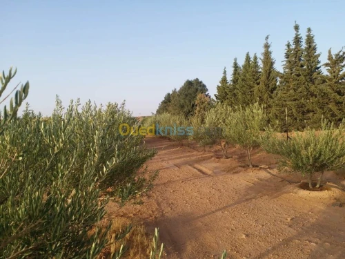 Vente Terrain Agricole Ghardaia Ghardaia