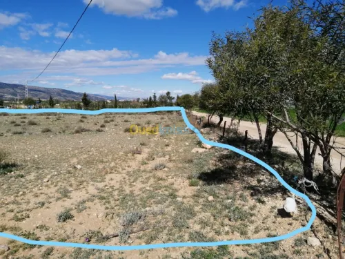 Vente Terrain Tebessa Tebessa