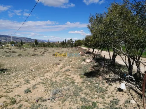 Vente Terrain Tebessa Tebessa