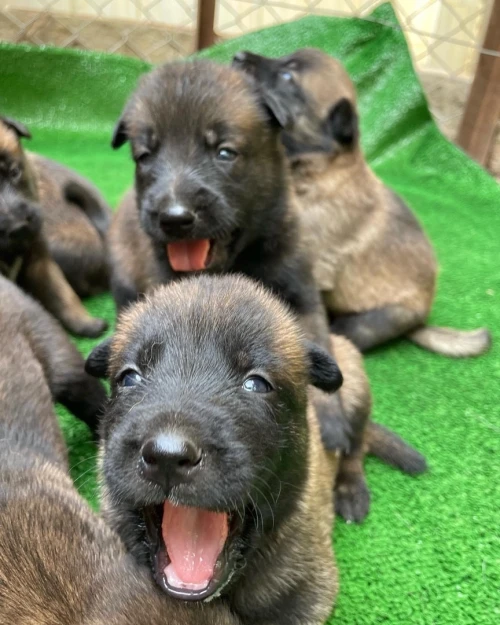 Chiots berger belge malinois 