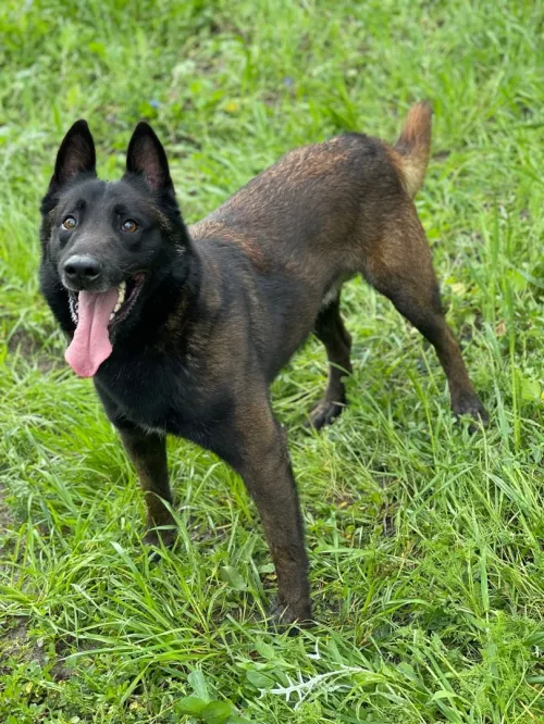 Chiots berger belge malinois 