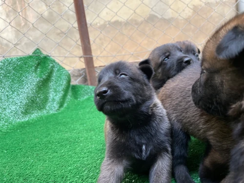 Chiots berger belge malinois 