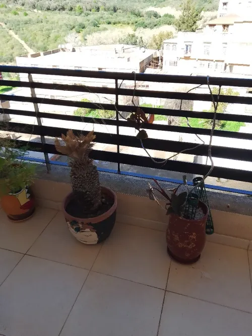 Location Appartement F3 Alger Draria