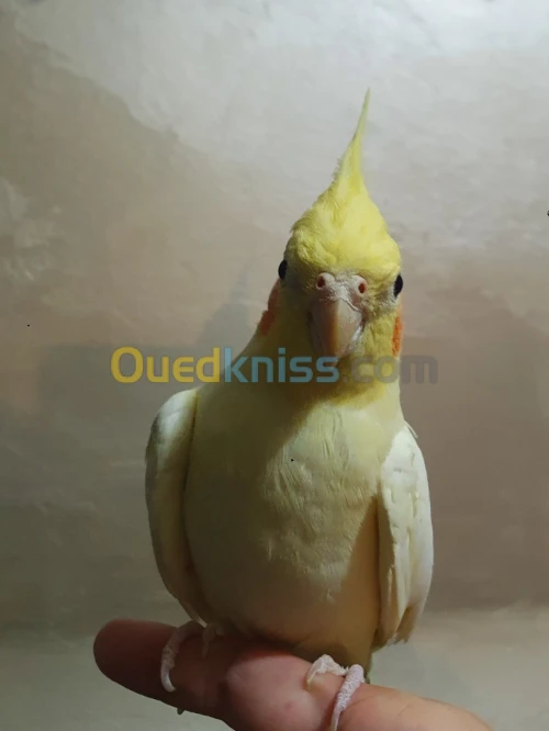 Calopsitte 