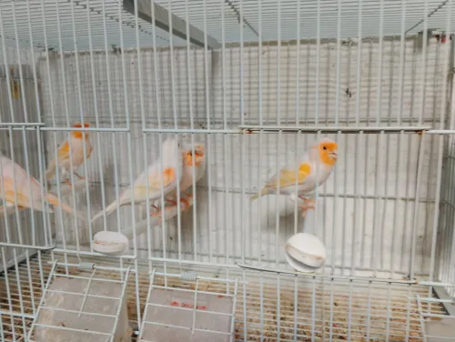 Canaris mosaïques rouge a vendre 