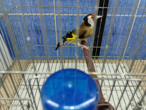 Chardonnert né en cage a vendre