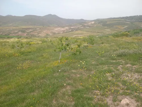 Vente Terrain Agricole Aïn Témouchent Bou zedjar