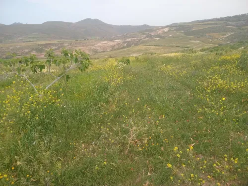 Vente Terrain Agricole Aïn Témouchent Bou zedjar