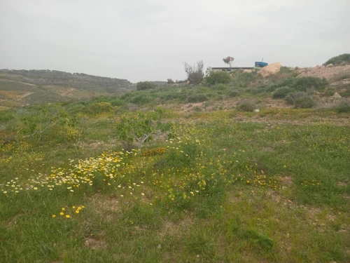 Vente Terrain Agricole Aïn Témouchent Bou zedjar
