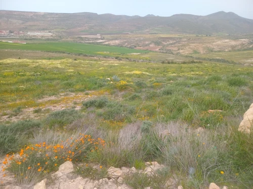 Vente Terrain Agricole Aïn Témouchent Bou zedjar