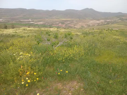 Vente Terrain Agricole Aïn Témouchent Bou zedjar