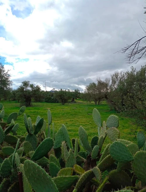 Vente Terrain Béjaïa Ait rzine 2