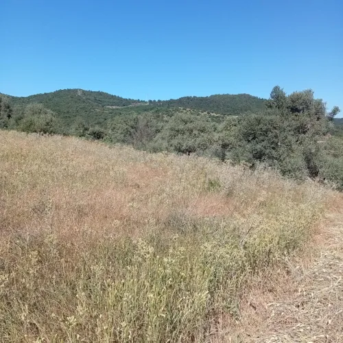 Vente Terrain Béjaïa Oued ghir