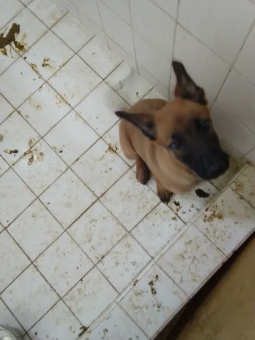 Chien