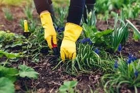 Service Nettoyage Et Jardinage Taille Gazon