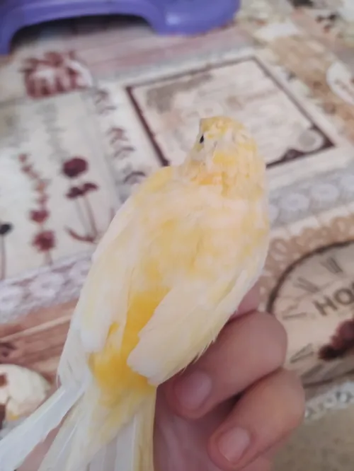 Canari