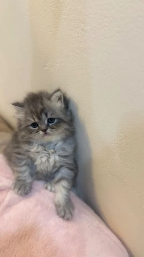 Chat Persan