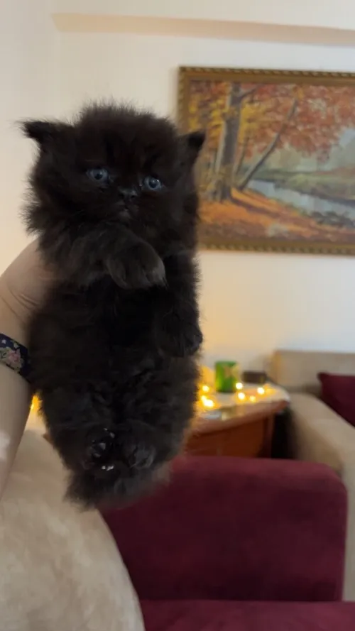Chat Persan