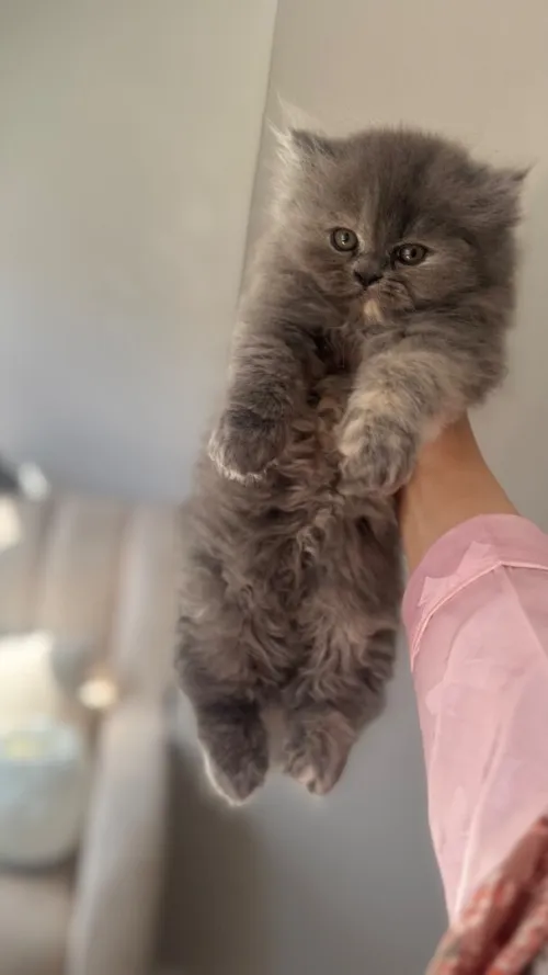 Chat Persan
