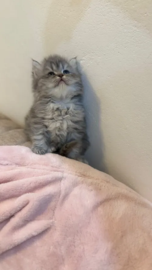 Chat Persan