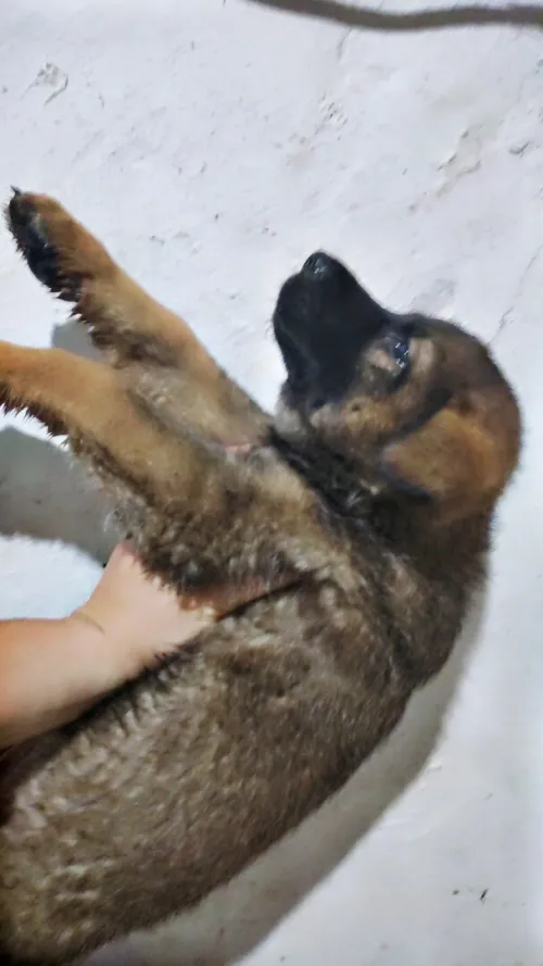 Chiot berger allemand ligne de travail