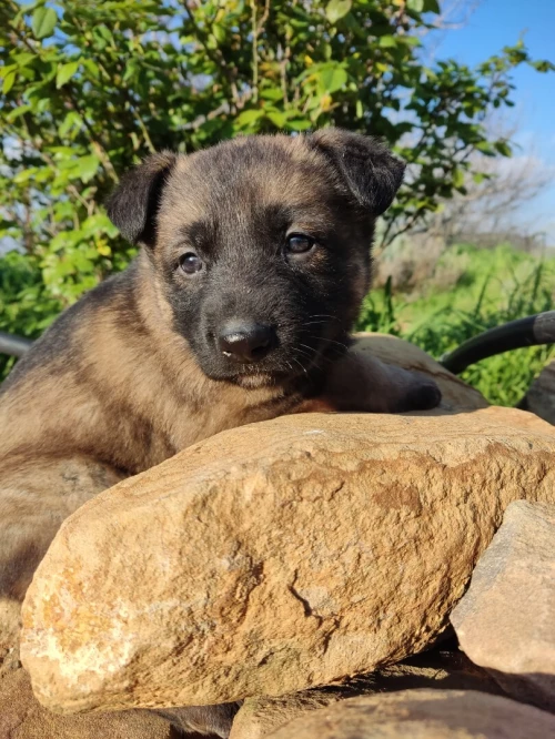 Chiot berger allemand ligne de travail ddr