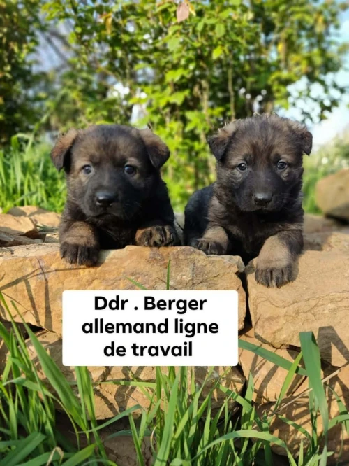 Chiot berger allemand ligne de travail ddr