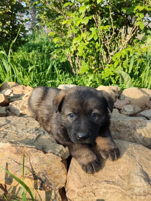 Chiot berger allemand ligne de travail ddr