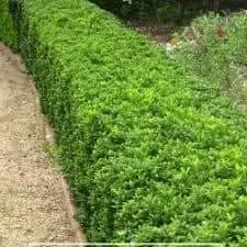 Aménagement et décoration de jardin moderne 