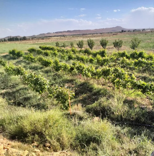 Vente Terrain Agricole Laghouat Laghouat