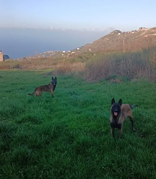 2 femelle malinois  9 mois 10 mois tres bon caractère