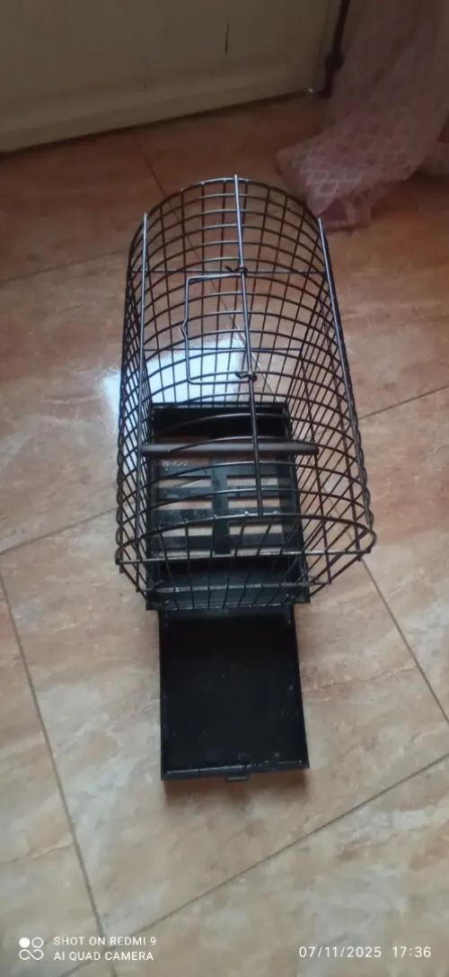 Cage importations 