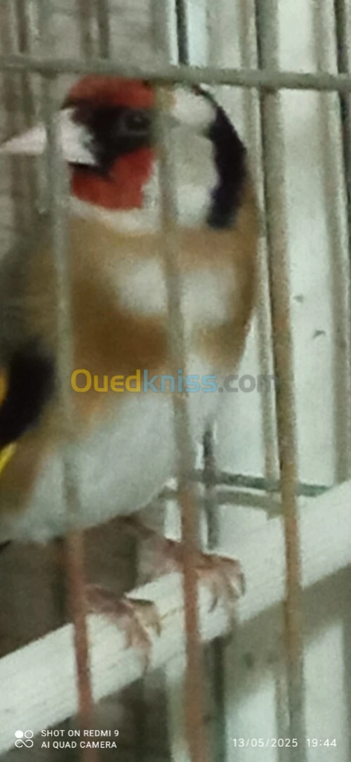 مقنين شباب 