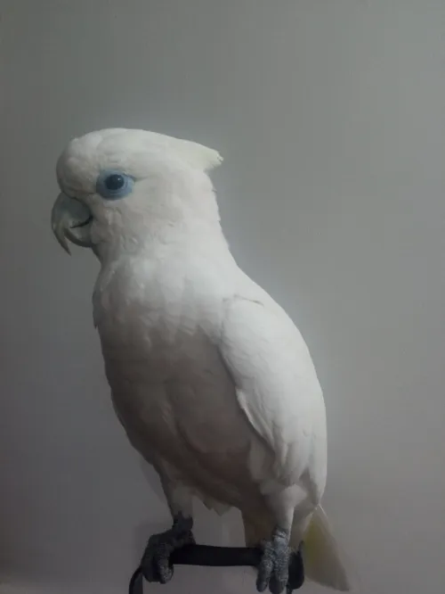 Perroquet cockaco
