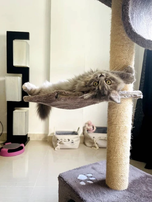 Garderie de chats 