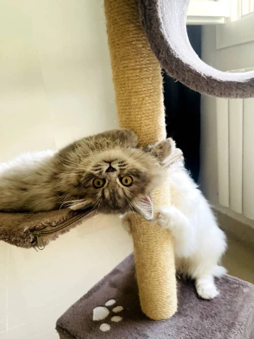 Garderie de chats 