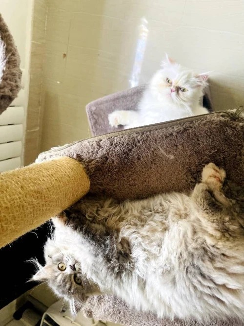 Garderie de chats 