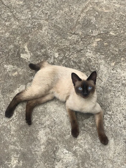 Chat siamois