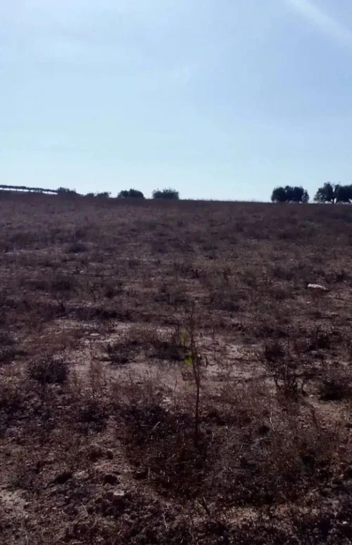 Vente Terrain Agricole Mostaganem Ouled el kheir