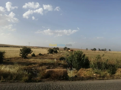 Vente Terrain Agricole Tiaret Sougueur