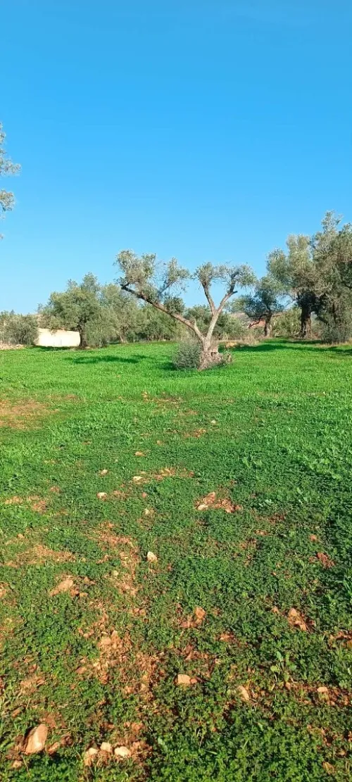 Vente Terrain Béjaïa Seddouk
